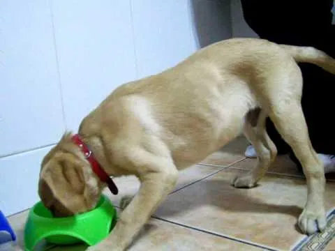 Duque Labrador de 3 meses y medio - YouTube