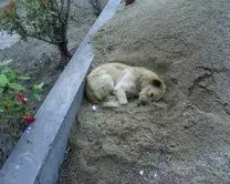  ... durmiendo en un montículo de arena temblando como una hoja. Necesita