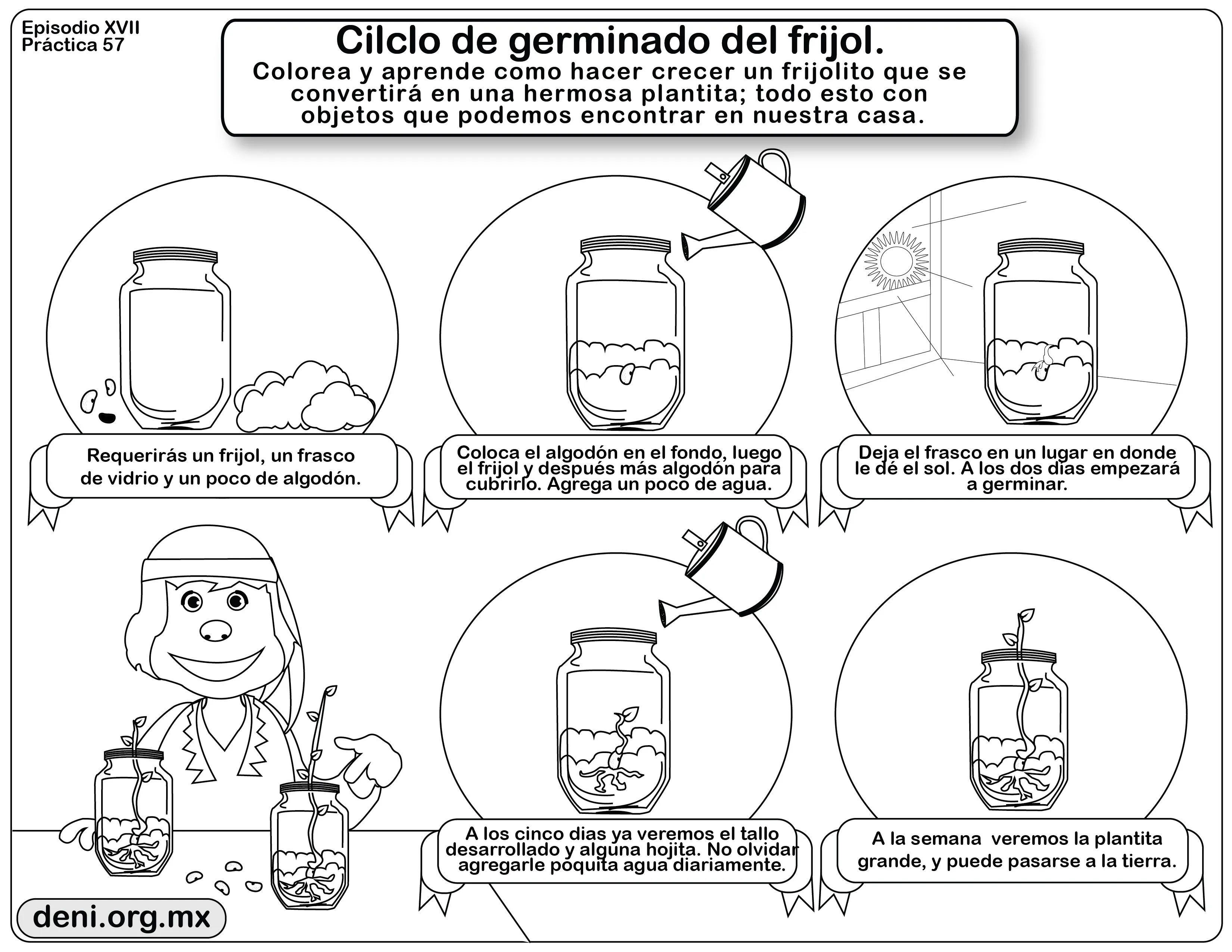 E17P57 – Ciclo de germinado del Frijol – DENI