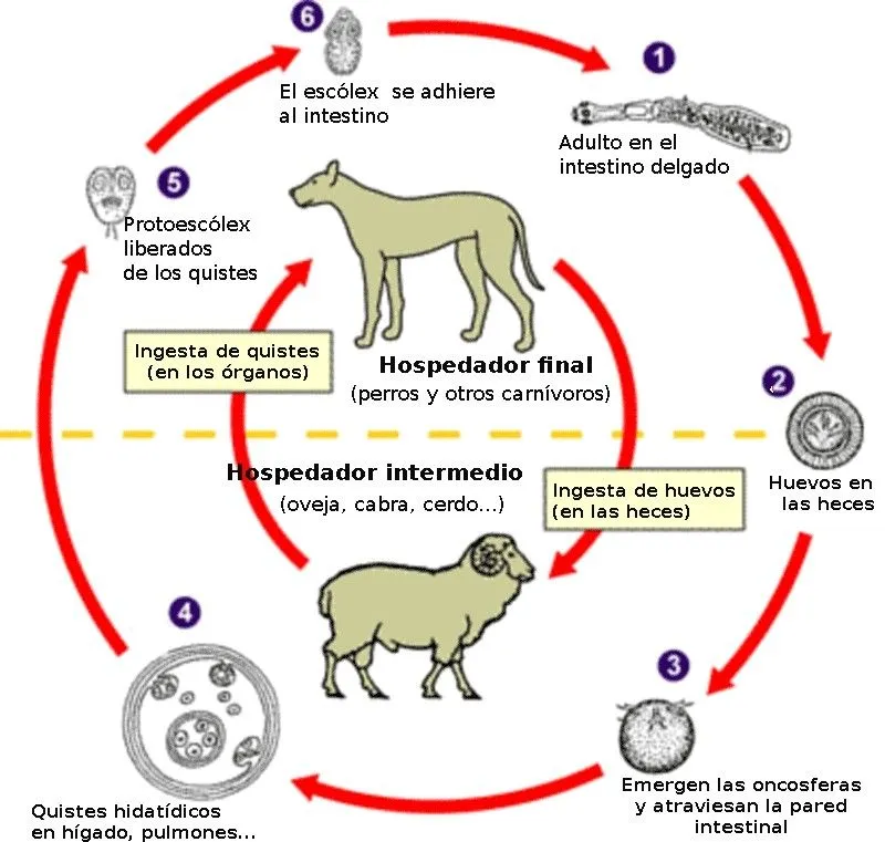 Echinococcus granulosus | Animalandia.