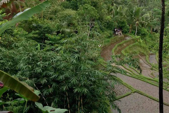 eco-friendly pathway - Picture of d'Alas warung, Ubud - TripAdvisor