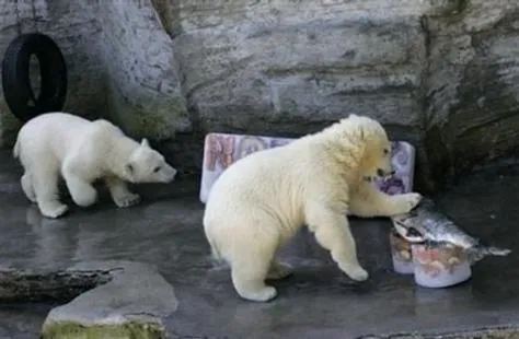 Eco maltrato animal: Parques zoológicos españoles en el punto de mira