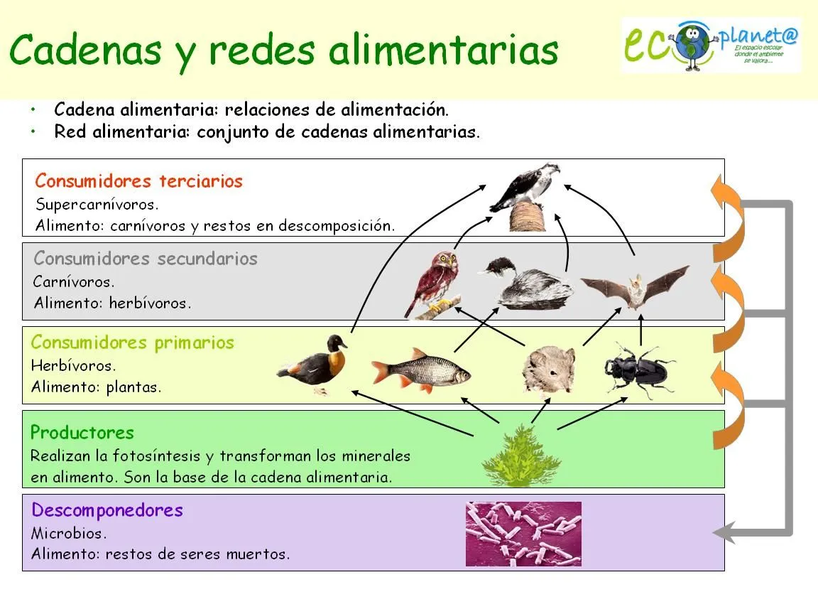 Eco Planet@: Ecosistemas y más....