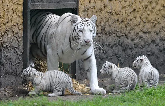 Ecolhoroscopia: Hermosos tigres blancos.