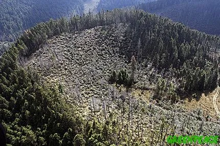 Ecologìa & Ambiente: ¿PLANTAR O TALAR UN ARBOL?