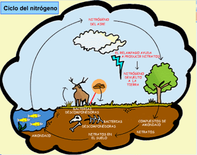 Ecologia Anaelia