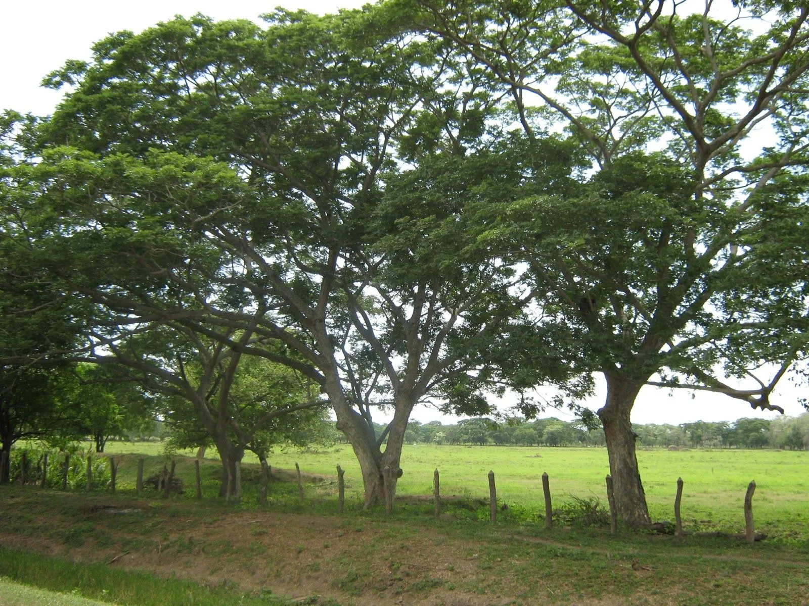 Ecología con Asocebú: El algarrobo o samán, excelente alternativa ...