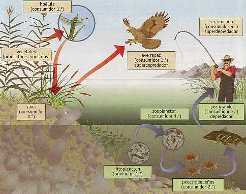 Ecología y Educación Ambiental (página 2) - Monografias.