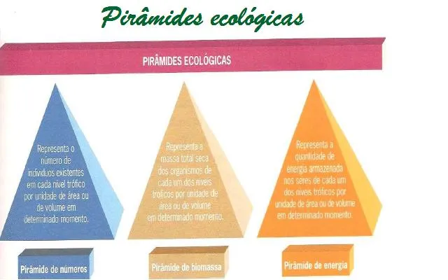 Ecologia: Energia e Matéria nos Ecossistemas: AS PIRÂMIDES ECOLÓGICAS