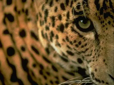 ecologiayuza: Jaguar (Panthera Onca)