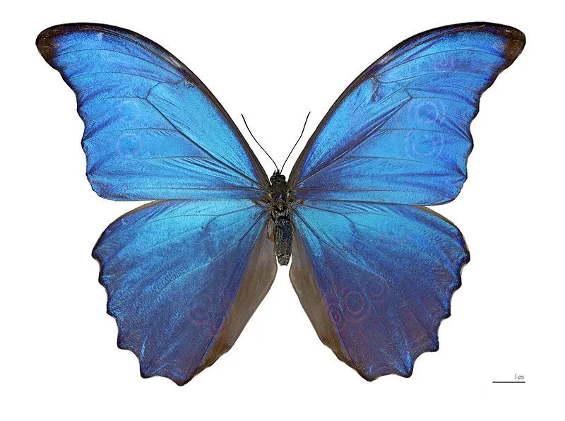 Un lugar ecológico: Animales en peligro: mariposa azul