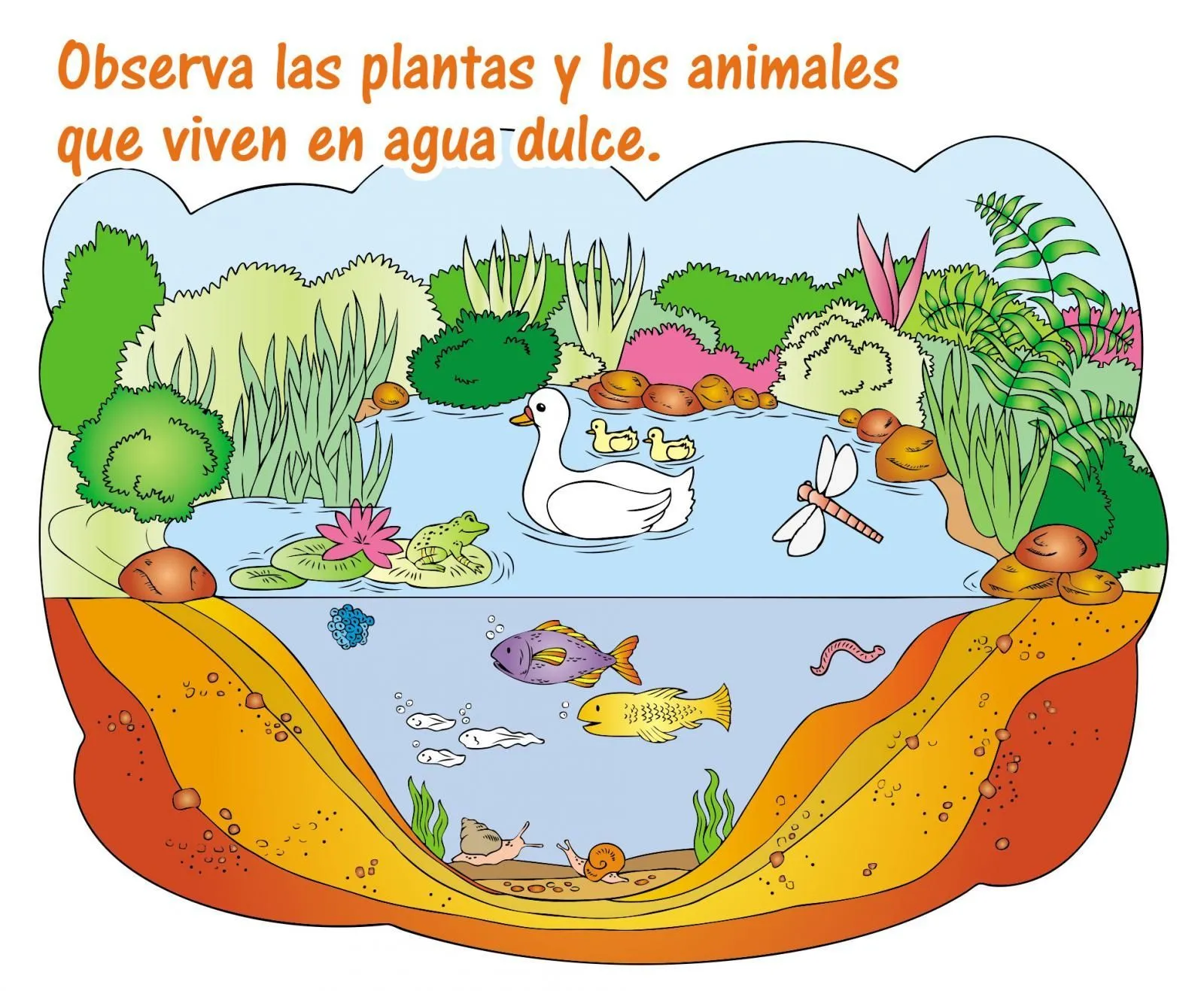 Ecosistema acuático de agua dulce - Escolar - ABC Color