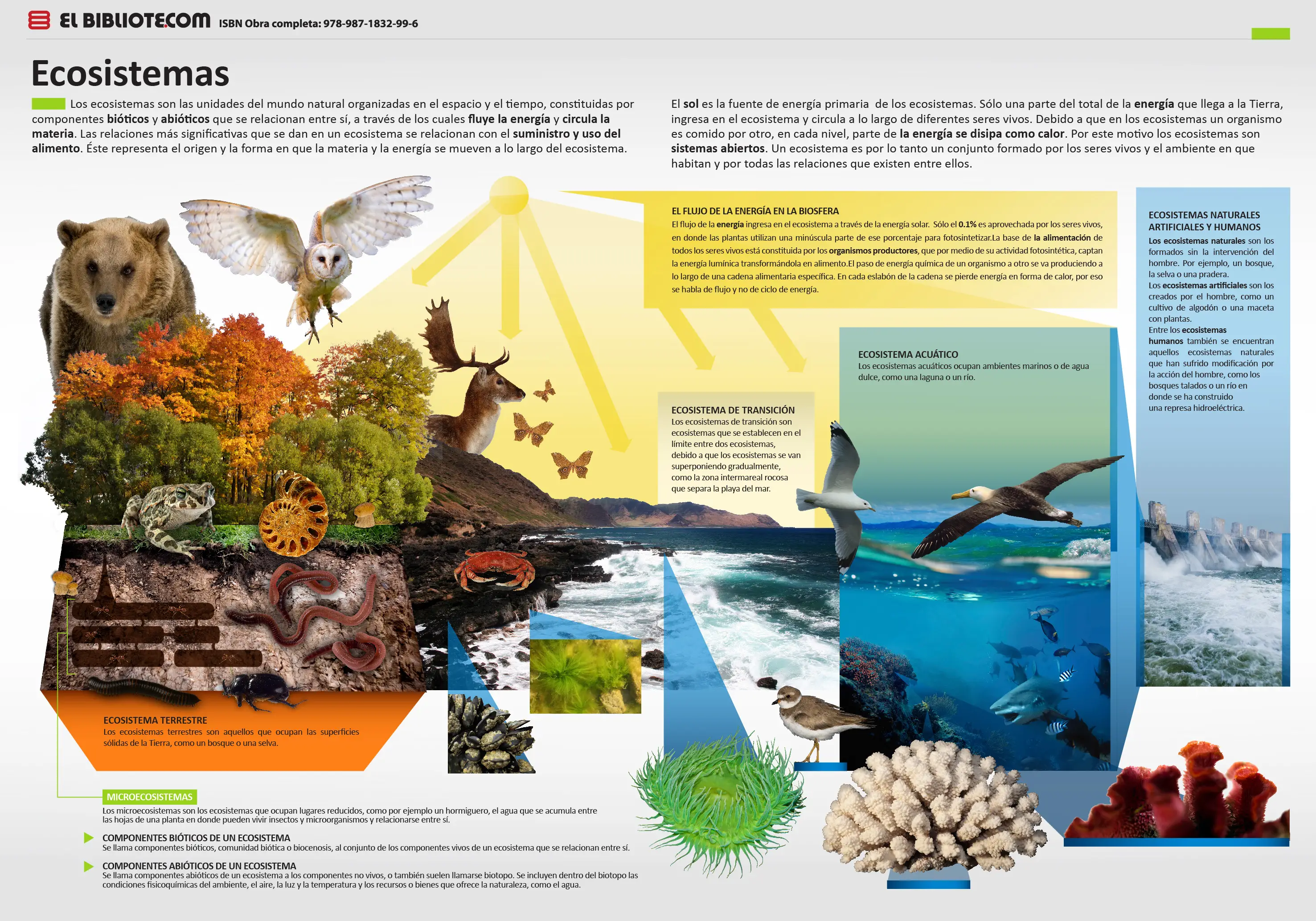 Qué es un ecosistema? Infografía