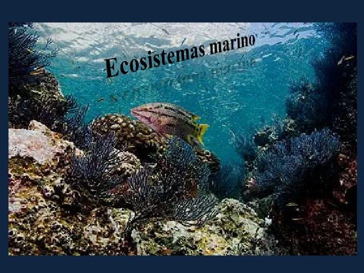 ecosistema-marino-1-728.jpg?cb ...