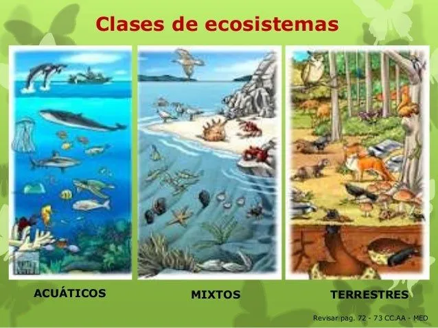 Ecosistema terrestre y acuatico - Imagui