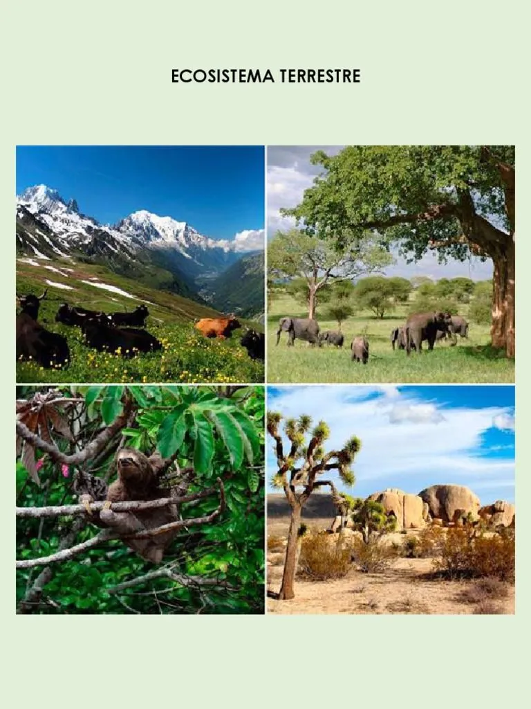 Ecosistema Terrestre | PDF