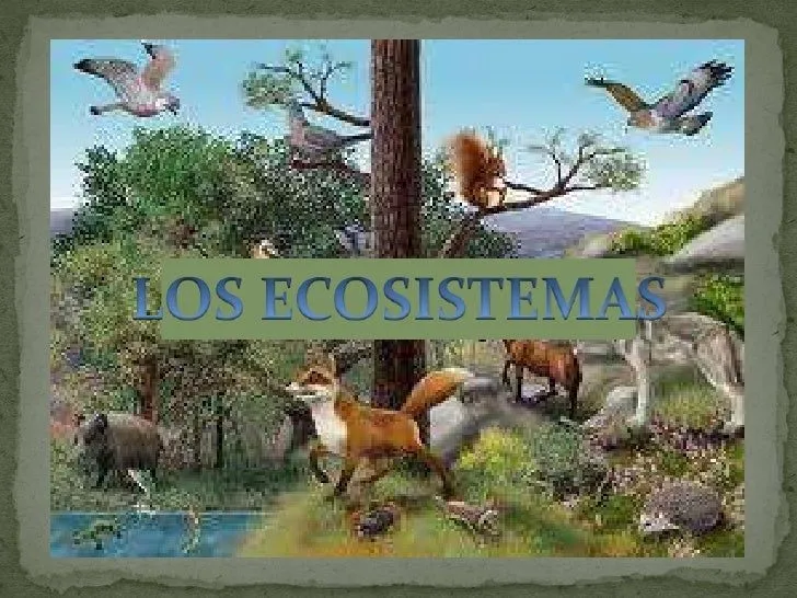 Los ecosistemas