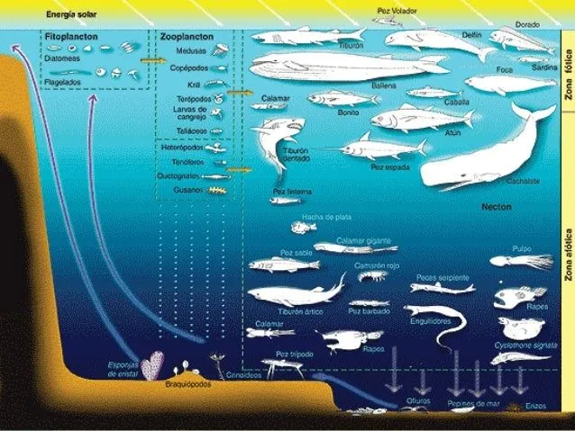 Ecosistemas acuaticos