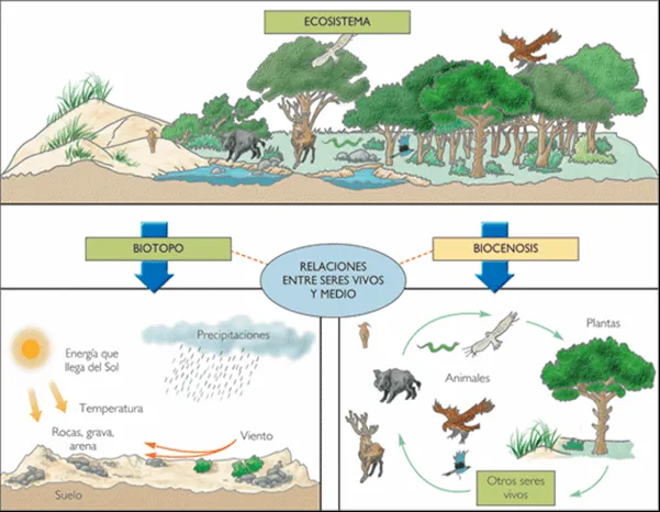 ECOSISTEMAS, CADENAS Y REDES TRÓFICAS | Blog CienciasBio :Dime y ...