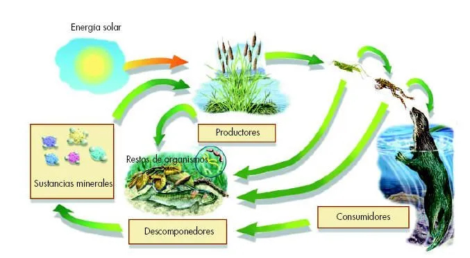 Los Ecosistemas: componentes, funcionamiento, niveles tróficos y ...