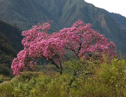 ECOSISTEMAS DE COSTA RICA: BOSQUE TROPICAL SECO