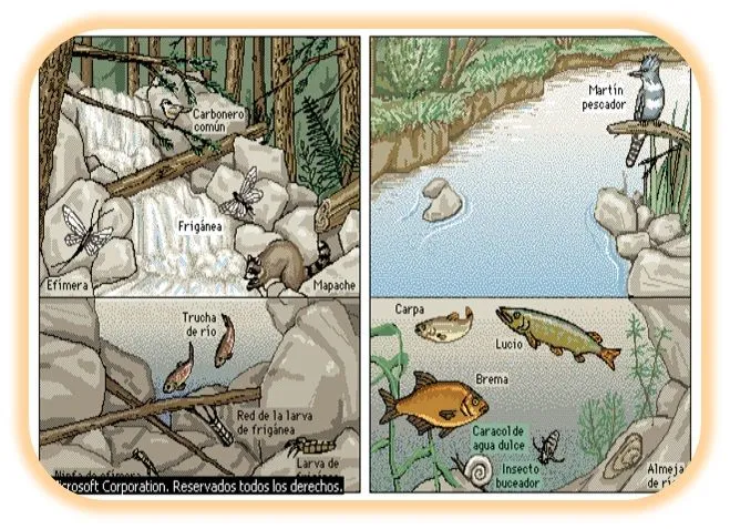 Dibujos de ecosistemas acuaticos - Imagui