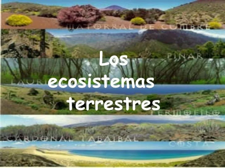 Los ecosistemas terrestres