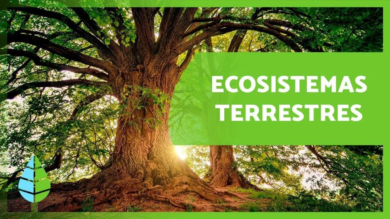 ECOSISTEMAS TERRESTRES: Características y TIPOS