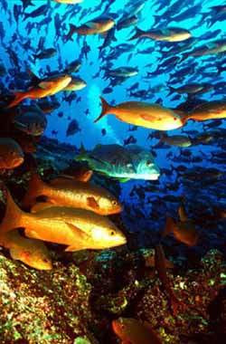 Ecuador Terra Incognita - los peces de nuestro mar de abundantes a ...