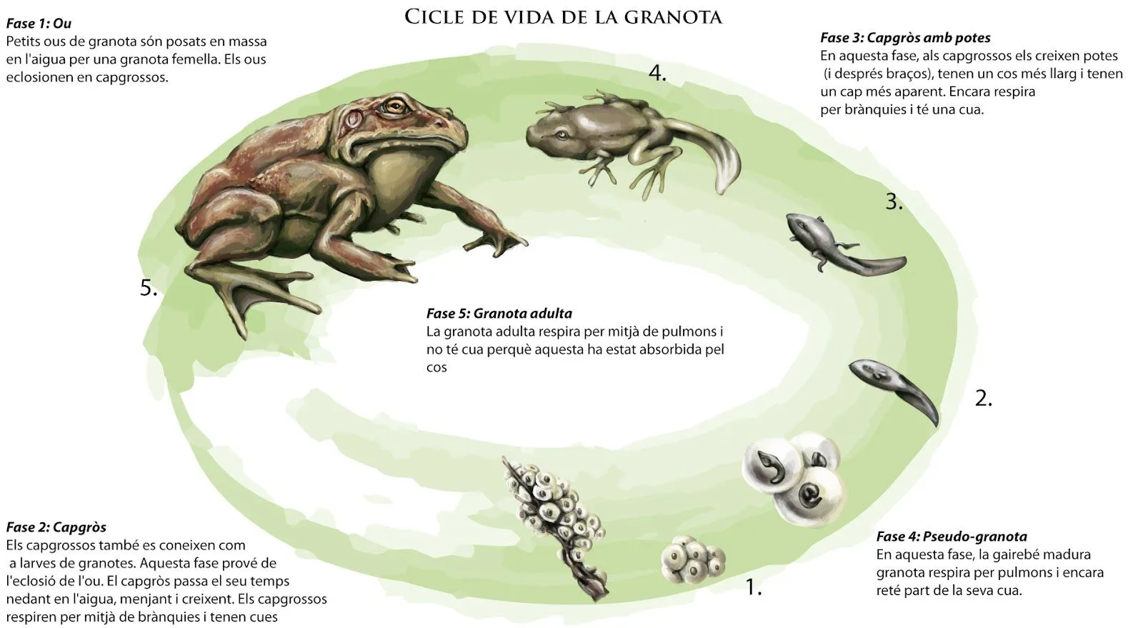 Edgar Sànchez Hidalgo: Infografía Ciclo vida de la rana