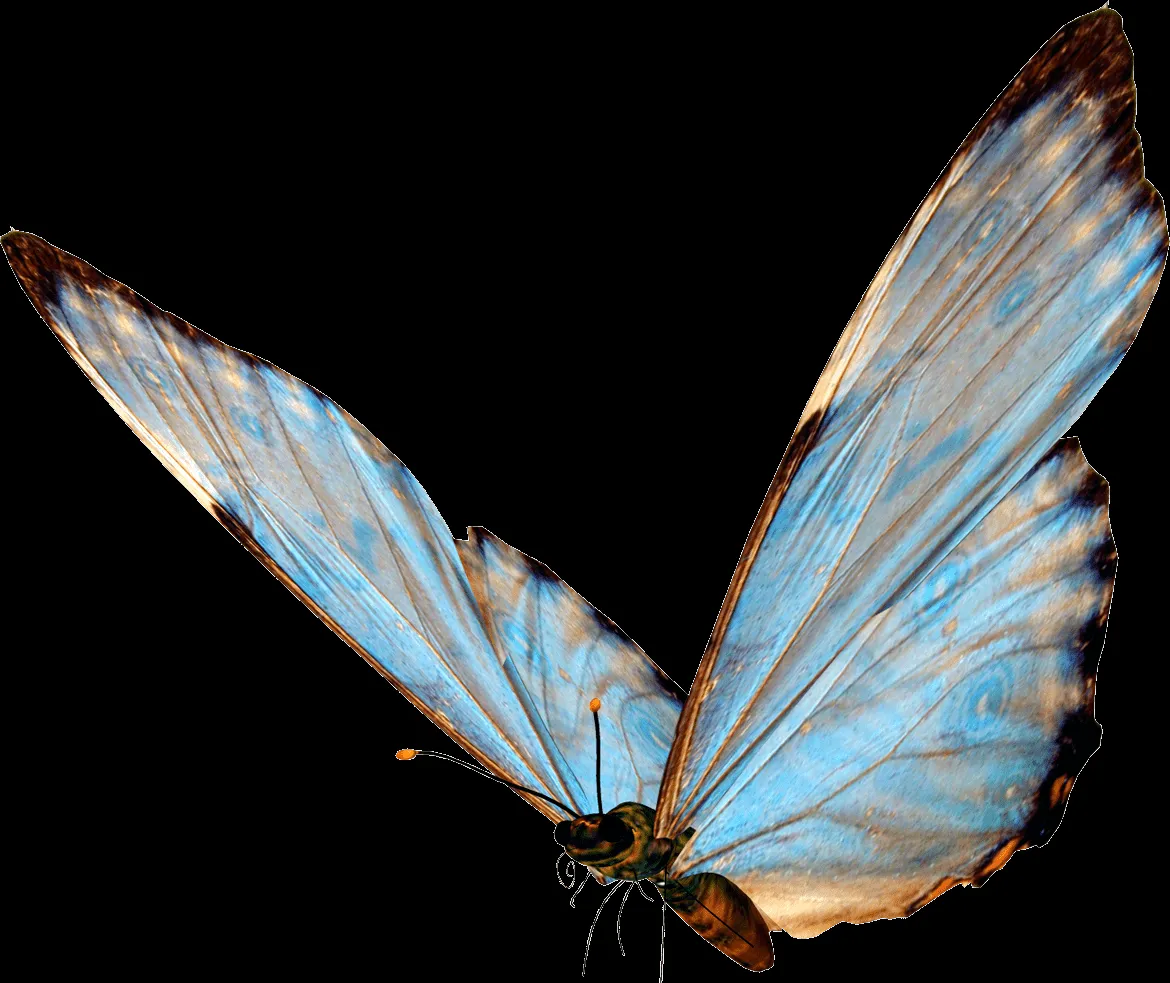 Editando Photoshop: Borboletas e mariposas PNG