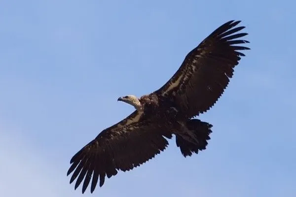 Se editó una guía práctica para la observación de aves en las ...