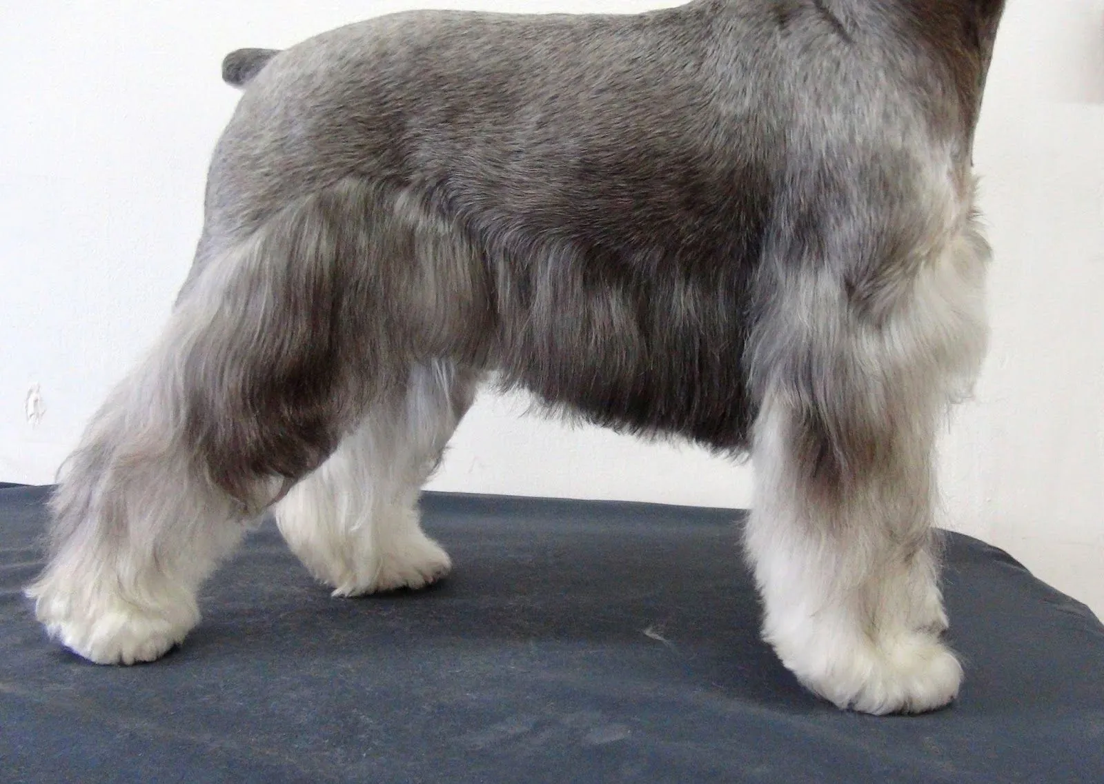 EDUBLOG ESTÉTICA CANINA: PATRÓN DE CORTE DEL SCHNAUZER