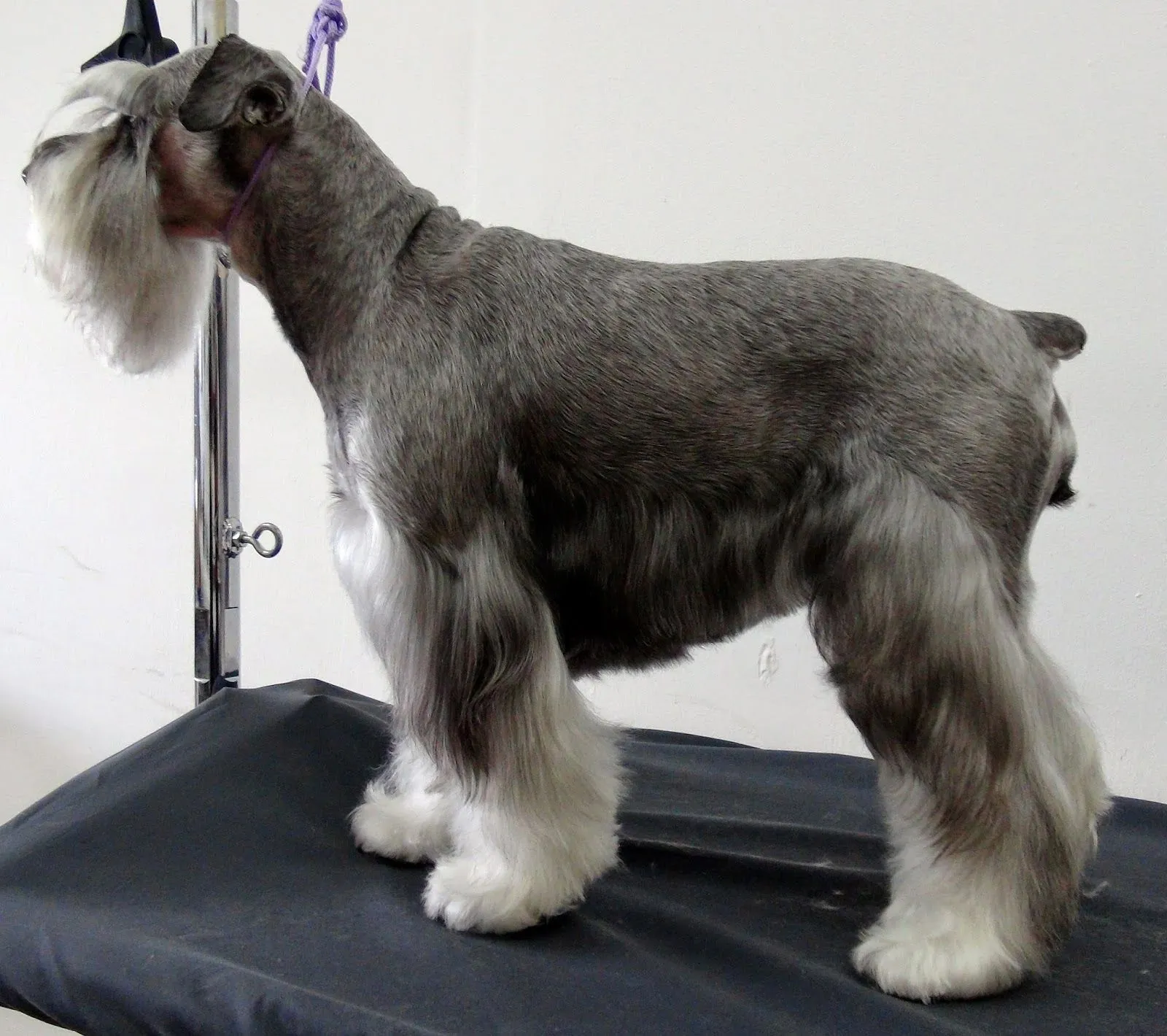 EDUBLOG ESTÉTICA CANINA: PATRÓN DE CORTE DEL SCHNAUZER