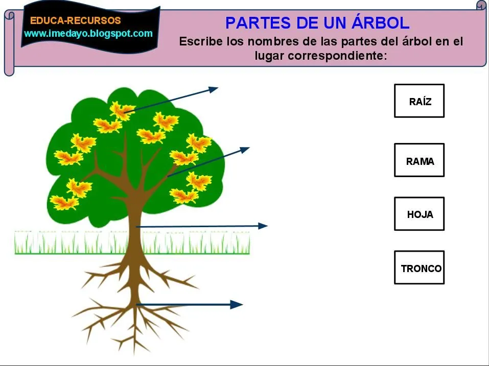 EDUCA-RECURSOS: Partes del árbol