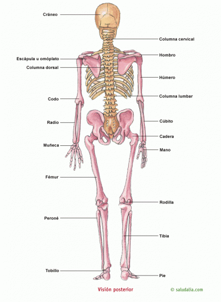 EDUCACIÓN DE ADULTOS IBIZA: FUNCIÓN DE LOCOMOCIÓN