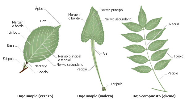 Educación y curiosidades: Partes de la hoja y de la flor