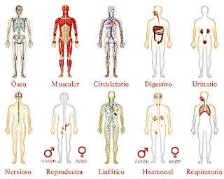 Educación física CEIP. Donadío: El cuerpo humano, sus principales ...