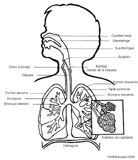 Educación Física I: El Sistema Respiratorio