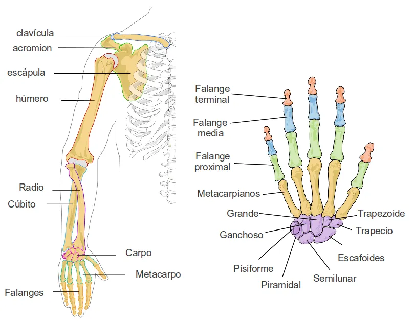 Educación Física I.E.S. Almina : Anatomía del aparato locomotor ...