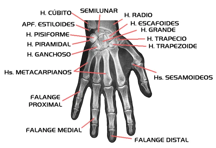 Educación Física en la Red: Huesos de la mano