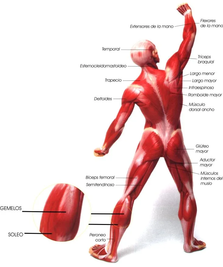 Educación Física en la red: Músculos posteriores