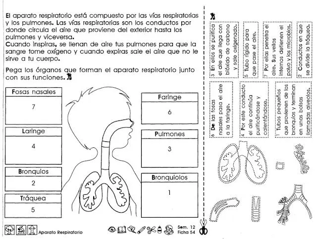 Educando con amor: ACTIVIDADES PARA TERCER GRADO