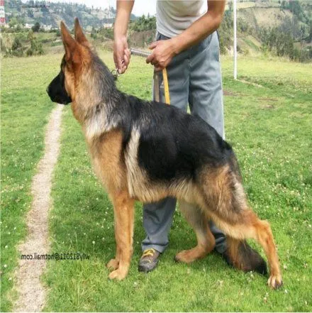 Cómo Educar a Un Pastor Alemán | Blog Perro