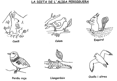 EEAP-Notícies