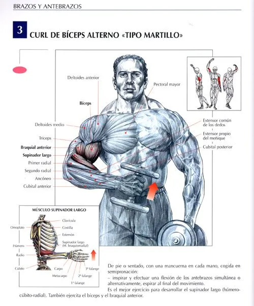 Ejercicios Biceps : Fotos. Musculación y pesas.