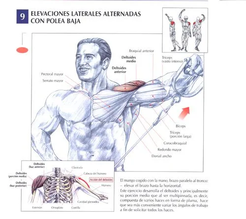 Ejercicios Hombros : Fotos. Musculación y pesas.