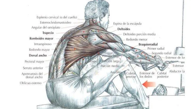 5 ejercicios de musculación efectivos