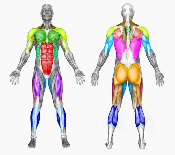 Ejercicios de Musculacion : Ilustraciones y Ejecución. Musculación ...