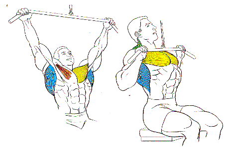 Ejercicios de musculación (página 2) - Monografias.